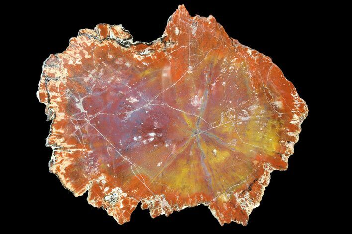 Brilliant Red/Purple Arizona Petrified Wood Slab - #89316